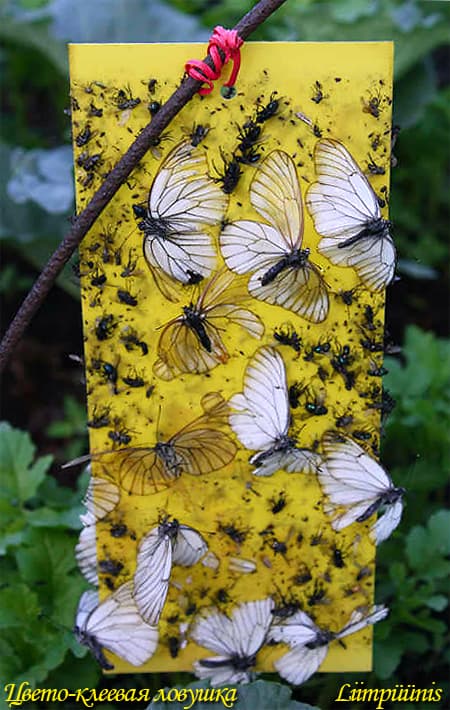 Kollane liimpüünis aiakahjuritele vastu Цвето-клеевая ловушка жёлтая для олова садовых вредителей