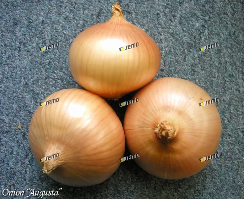 Hibernal onion Augusta Sibul Лук репчатый Августа