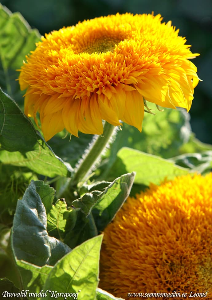 Päevalill täidisõiene Karupoeg Common sunflower dwarf Auringonkukka Solros Helianthus aridus, Helianthus lenticularis Подсолнечник махровый Медвежонок