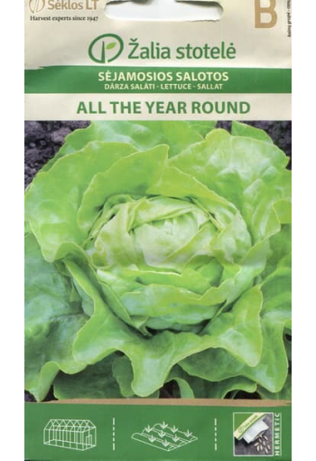 Head lettuce "All the Year Round"