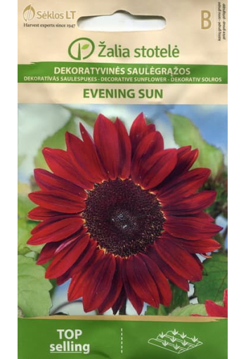 Sunflower decorative "Evening Sun"