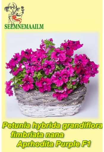 Petunia "Aphrodite Purple" F1