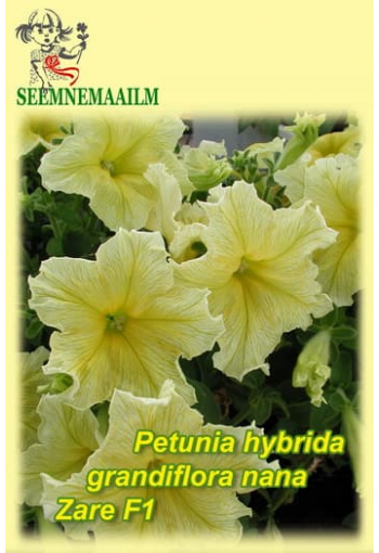 Petunia yellow "Zare" F1