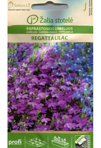 Kantlobelia "Regatta Lilac"