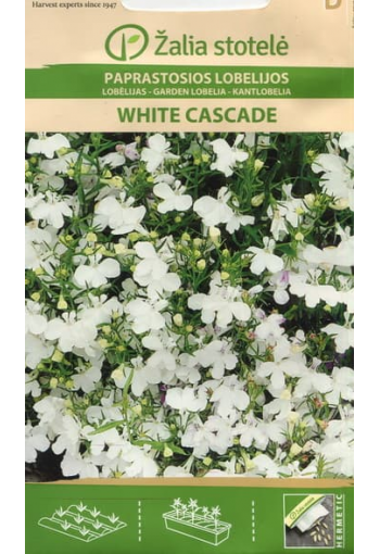Lobeelia "White Cascade"