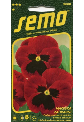 Garden pansy "Red"