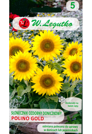 Decorative low sunflower "Polino Gold"