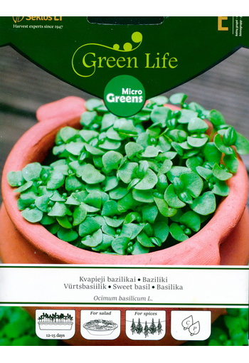 Sweet basil microgreens (Sprouts)