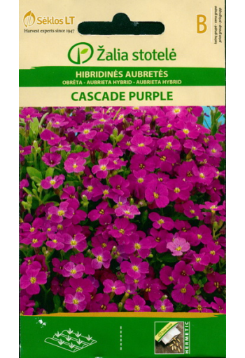 Aubrieeta "Cascade Purple"
