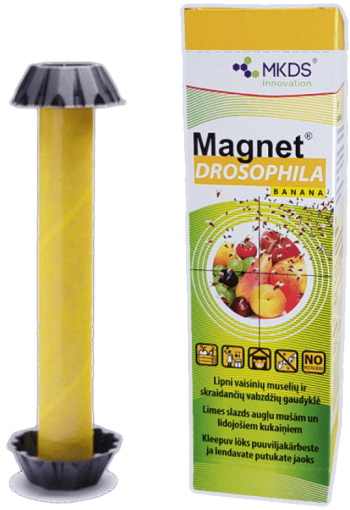 Glue trap "Magnet Drosophila Banana"