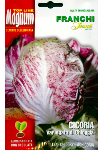 Chicory salat "Variegata di Chioggia"
