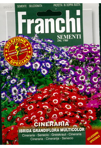 Cineraria "Grandiflora Multicolor"