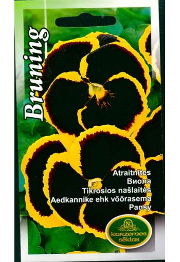 Pansy "Bruning"