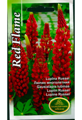 Lupiin hulgalehine "Russel Red Flame" 