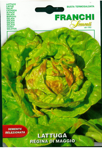Crisphead lettuce "Regina di Maggio" (May Queen)