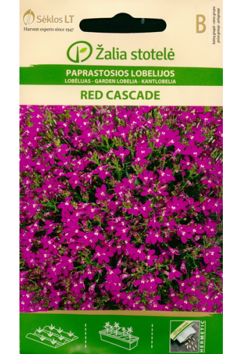 Lobeelia ampel "Red Cascade"