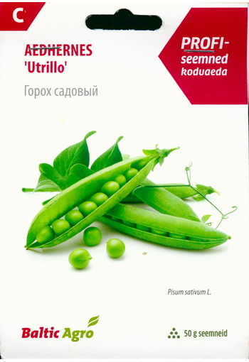 Green pea "Utrillo"