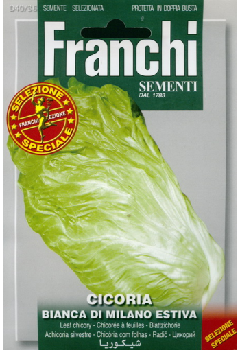 Chicory salat "Bianca di Milano Estiva"