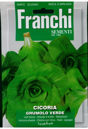 Leaf chicory "Grumolo Verde" (radicchio)