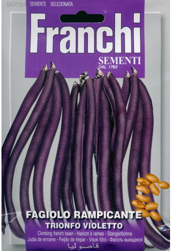 French bean climbing "Trionfo Violetto"