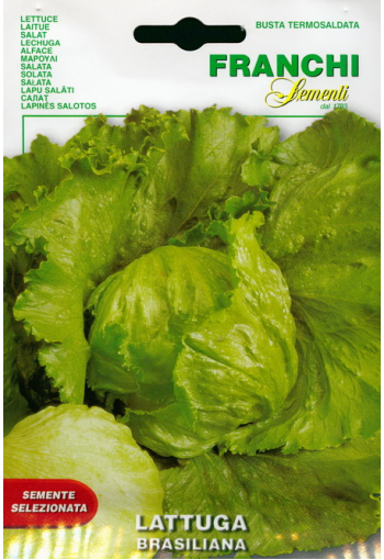 Head lettuce "Brasiliana"