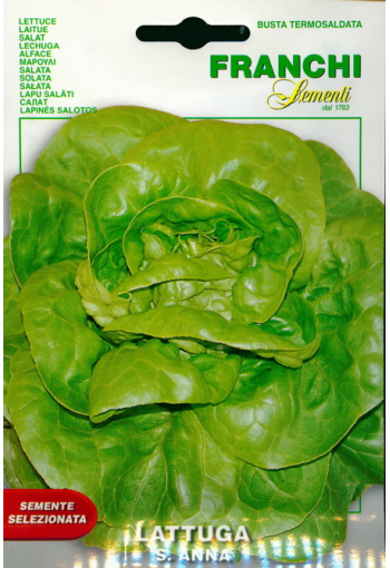 Head lettuce "S. Anna"