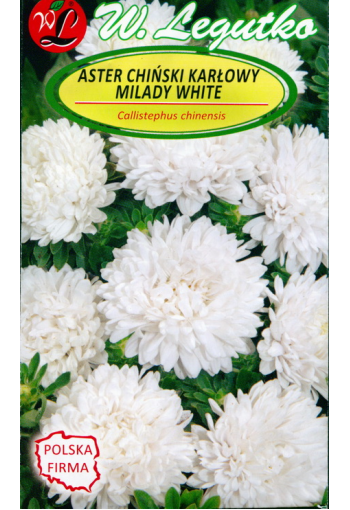 Aster "Milady White"