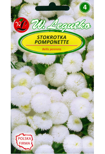 Daisy flower "Pomponette white"