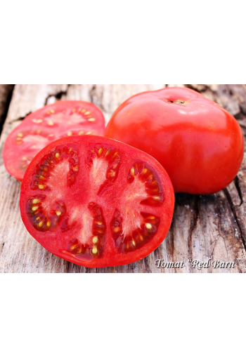 Tomat "Red Barn"