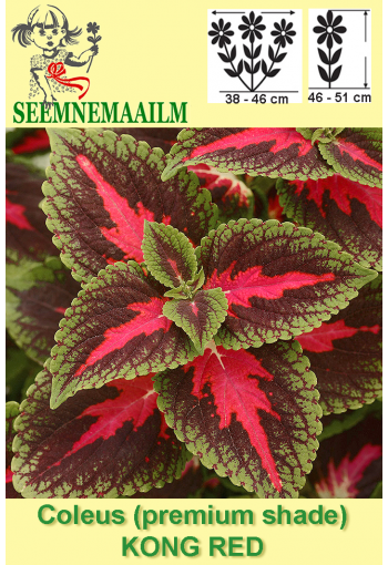 Flame nettle "Kong Red"