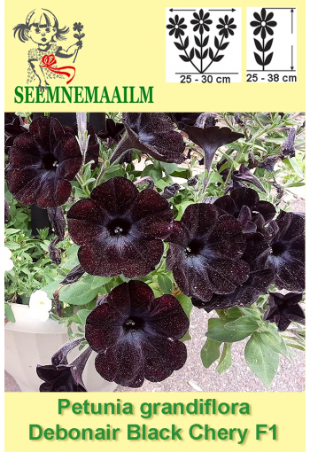 Petunia grandiflora "Debonaire Black Cherry" F1