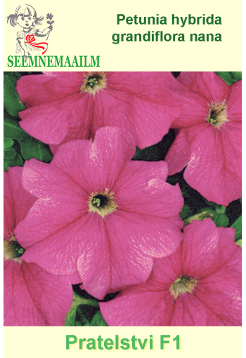 Petunia grandiflora nana "Pratelstvi" F1