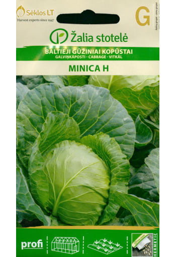 White cabbage "Minica" F1
