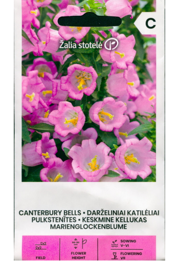 Canterbury bell "Cup and Saucers" (pink)
