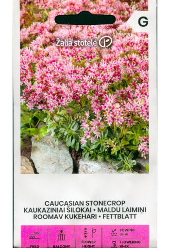 Caucasian stonecrop