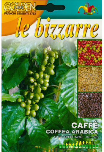 Coffea arabica nana (Mountain coffee)