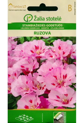 Годеция крупноцветковая "Ruzova"