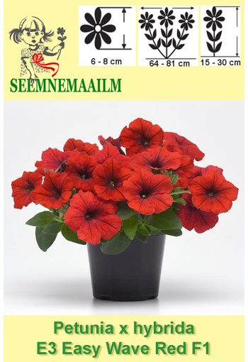 Petunia "Easy Wave Red" F1