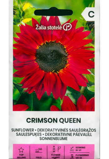 Sunflower "Crimson Queen"