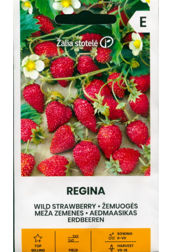 Remontant Strawberry "Regina"