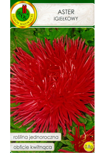 Aster "Red"