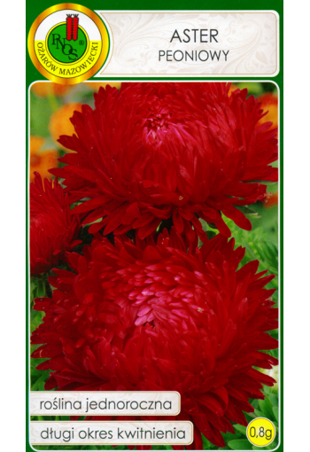 Aster "Paeony Red"