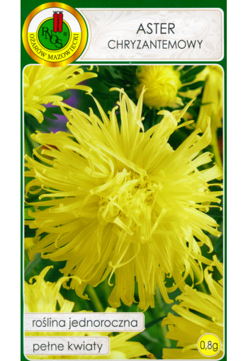 Chrysanthemum aster "Yellow"