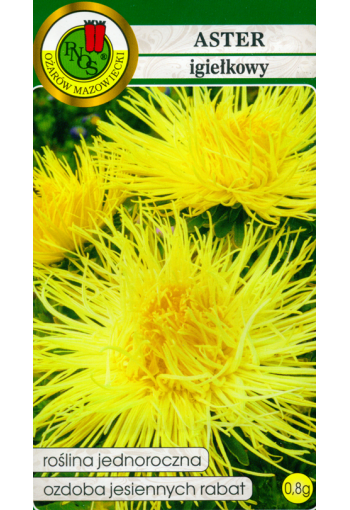 Aster "Yellow"
