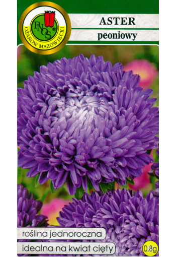 Aster "Paeony Blue"