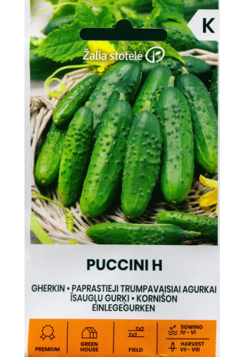 Cucumber "Puccini" F1