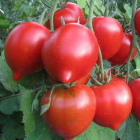 Isohedelmäinen tomaatti