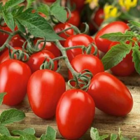 Lågväxande tomatsort