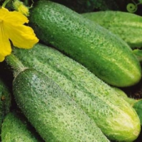 Cucumber (bee-pollinated)