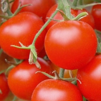Keskikorkea tomaatti